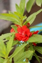 Impatiens balsamina flower Royalty Free Stock Photo