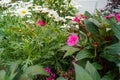 The close-up of pink impatiens, busy Lizzie