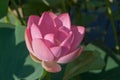 Close-up of a pink Indian Lotus flower in the Bay on a Sunny summer day Royalty Free Stock Photo