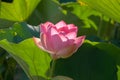Close-up of a pink Indian Lotus flower in the Bay on a Sunny summer day Royalty Free Stock Photo