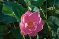 Close-up of a pink Indian Lotus flower in the Bay on a Sunny summer day Royalty Free Stock Photo