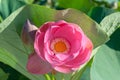 Close-up of a pink Indian Lotus flower in the Bay on a Sunny summer day Royalty Free Stock Photo