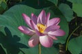 Close-up of a pink Indian Lotus flower in the Bay on a Sunny summer day Royalty Free Stock Photo