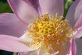 Close-up of a pink Indian Lotus flower in the Bay on a Sunny summer day Royalty Free Stock Photo