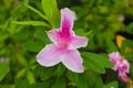 Close up of a pink iris flower in the garden with a lush green background Royalty Free Stock Photo