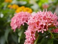 Close up pink Ixora flower and blurry green leaf in the garden. Royalty Free Stock Photo