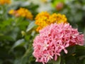 Close up pink Ixora flower and blurry green leaf in the garden Royalty Free Stock Photo
