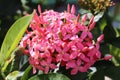 Pink Ixora flowers and buds with leaves around Royalty Free Stock Photo