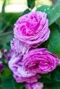 Close-up of pink Jacqueminot general type roses, on green background in defocused,