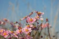 A close up of pink Japanese anemone flowers with a blue sky behind Royalty Free Stock Photo