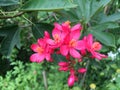 Pink Jatropha integerrima flower in nature garden