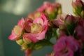 Close-up of pink Kalanchoe flowers in sunlight with green defocused background