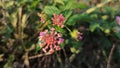 Close Up Pink Lantana camara flowers blooming