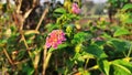 Close Up Pink Lantana camara flowers blooming