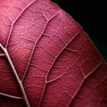 Close Up Pink Leaf: Detailed Textures And Eco-friendly Craftsmanship