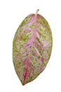 Close up pink leaves Aglaonema lady valentin isolated on white background with clipping path