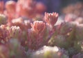 A close-up of pink leaves of Spanish stonecrop, Sedum hispanicum, gleaming in the morning sunlight.