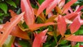 close-up of pink leaves of syzygium australe