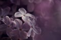 close up of pink lilac blossoms in dark, dramatic and mystical sourronding