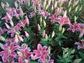 Close-up pink lilies blossoming flower in the garden background