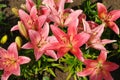 A close up of pink lilies of the `Brindisi` variety Longiflorum-Asiatic L.A. hybrid lily in the garden Royalty Free Stock Photo
