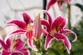 Close up pink lilly in the garden on soft blurred background,Lily joop flowers in green house on sunny day Royalty Free Stock Photo