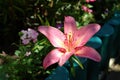 A close up of pink lily flower of the `Brindisi` variety Longiflorum-Asiatic L.A. hybrid lily in the garden Royalty Free Stock Photo