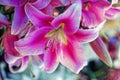 Close up of a pink lily flower. Shallow depth of field Royalty Free Stock Photo