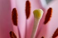 Close up of a pink lily latin Lilium candidum with a clear view on the taxonomy Royalty Free Stock Photo