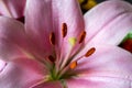 Close up of a pink lily latin Lilium candidum with a clear view on the taxonomy Royalty Free Stock Photo