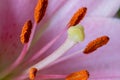 Close up of a pink lily latin Lilium candidum with a clear view on the taxonomy Royalty Free Stock Photo