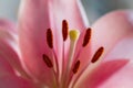 Close up of a pink lily latin Lilium candidum with a clear view on the taxonomy Royalty Free Stock Photo