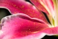 Close up pink Lily petals and yellow pollen powder Royalty Free Stock Photo