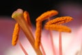 Close up of a pink lily stamens. Royalty Free Stock Photo