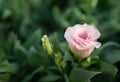 Close-up of pink Lisianthus flowers. The soft pink rose flowers are blooming in the soft light morning on a green background Royalty Free Stock Photo