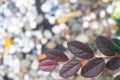 Close up pink Loropetalum chinense leaves with dark magenta leaves.