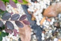 Close up pink Loropetalum chinense leaves with dark magenta leaves Chinese fringe var.rubrum