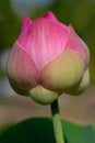 Close-up pink lotus