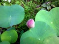 Close up of pink lotus bud,lotus leaves in background Royalty Free Stock Photo