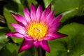 Close up of pink lotus flowe Royalty Free Stock Photo