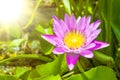 Close-up Pink lotus flower background Royalty Free Stock Photo