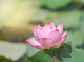 Close up pink lotus flower bud or Sacred lotus flower bud Nelumbo nucifera