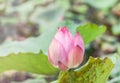 Close up pink lotus flower bud or Sacred lotus flower bud Nelumbo nucifera Royalty Free Stock Photo