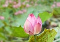 Close up pink lotus flower bud or Sacred lotus flower bud Nelumbo nucifera Royalty Free Stock Photo