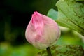 Close-up of pink lotus flower. Lotus leaf Royalty Free Stock Photo