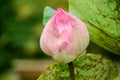 Close-up of pink lotus flower. Lotus leaf Royalty Free Stock Photo