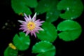 Close up of pink lotus flower in pot green lotus leaf bokeh background Royalty Free Stock Photo