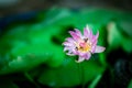 Close up of pink lotus flower in pot green lotus leaf bokeh background. Bees feed on nectar in lotus flowers Royalty Free Stock Photo