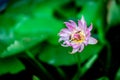 Close up of pink lotus flower in pot green lotus leaf bokeh background. Bees feed on nectar in lotus flowers Royalty Free Stock Photo