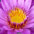 Close up of pink lotus flower Royalty Free Stock Photo